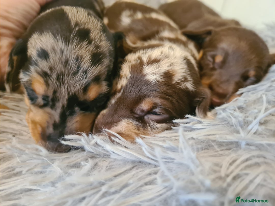 Dachshund dogs for sale: Beautiful Standard Dachshunds  - Image 1
