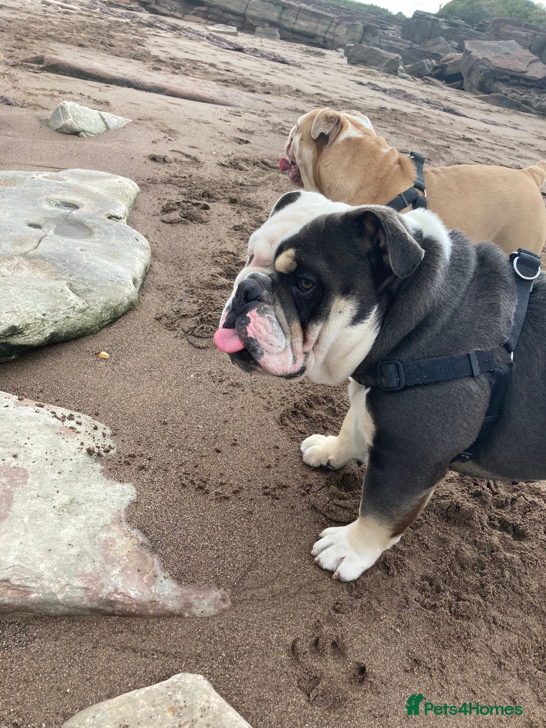 English Bulldog dogs for sale: Looking for new FOREVER home🏡 - Advert 18
