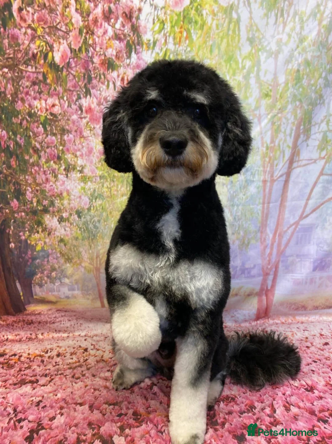 Cockapoo dogs for stud: MERLE F1b MINIATURE COCKAPOO at stud in Rowlands Gill - Advert 5