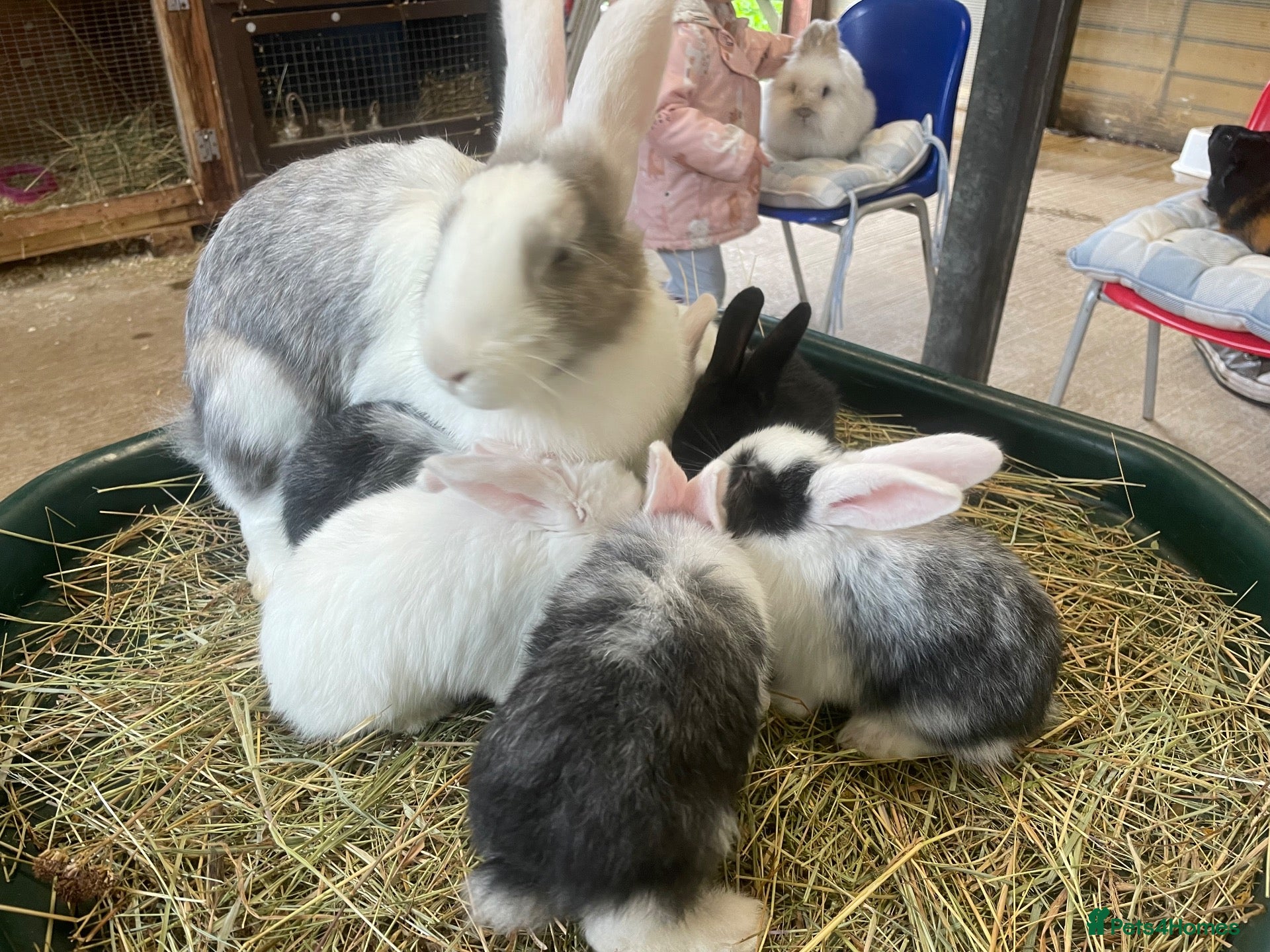 Mixed Breed rabbits Continental Giant X Giant Papillon Babies  - Advert 6