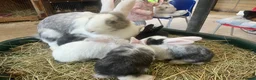 Mixed Breed rabbits for sale: Continental Giant X Giant Papillon Babies  - Advert 1