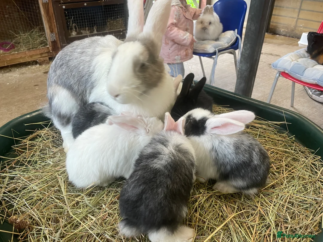 Mixed Breed rabbits for sale: Continental Giant X Giant Papillon Babies  - Advert 1