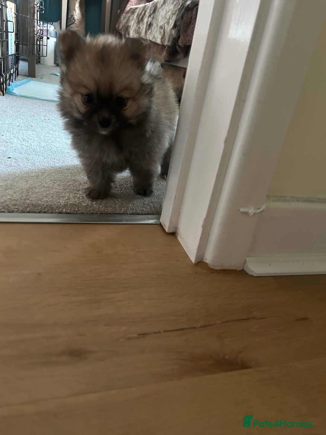 Pomeranian dogs for sale: Ready now***tiny teddy faced Pomeranian baby’s.  - Advert 8