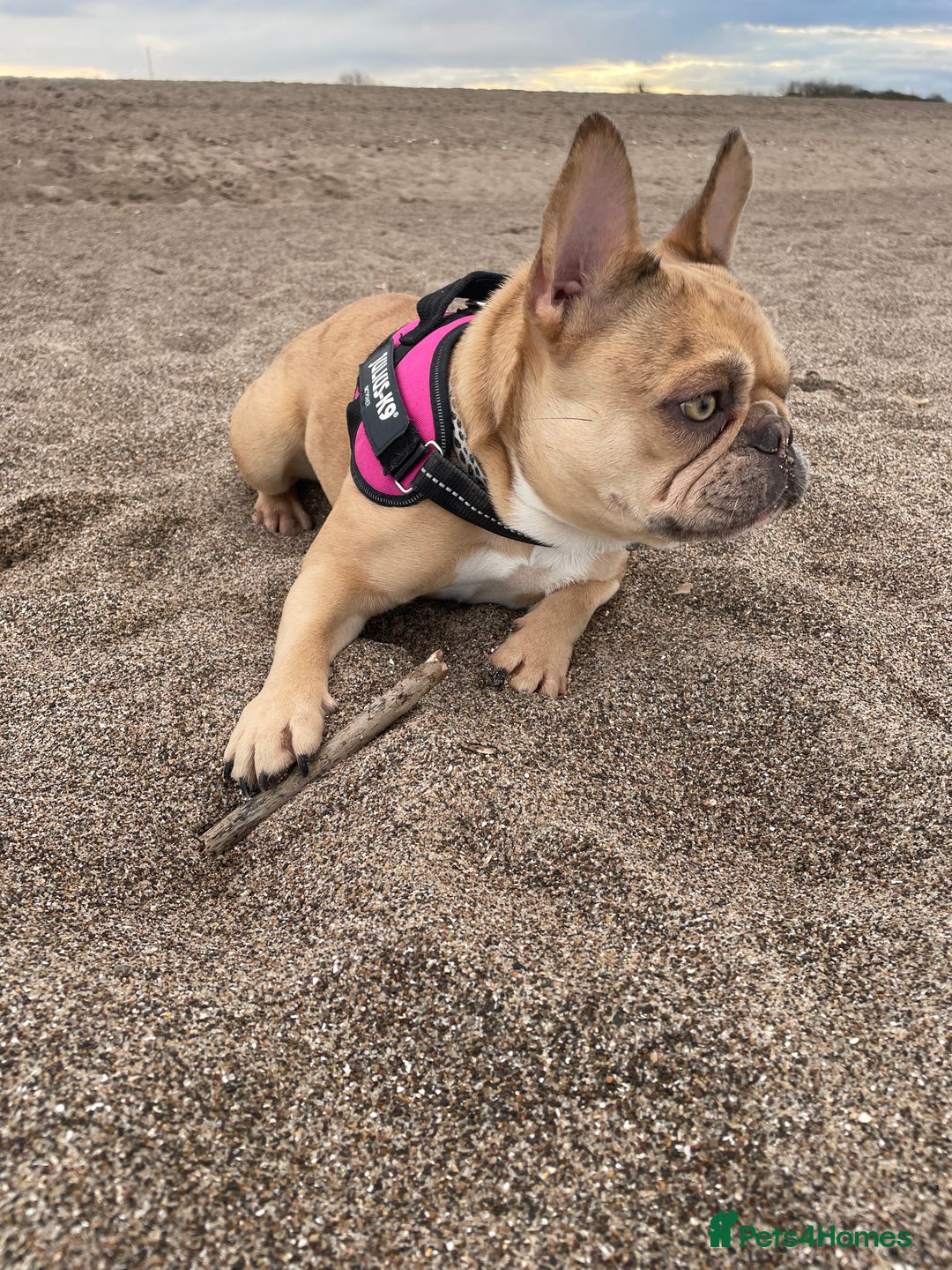 French Bulldog dogs for sale: French bulldog Luna 3 years old  - Advert 5