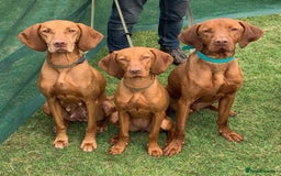 Hungarian Vizsla dogs for sale: Hungarian Vizsla puppies - Image 10