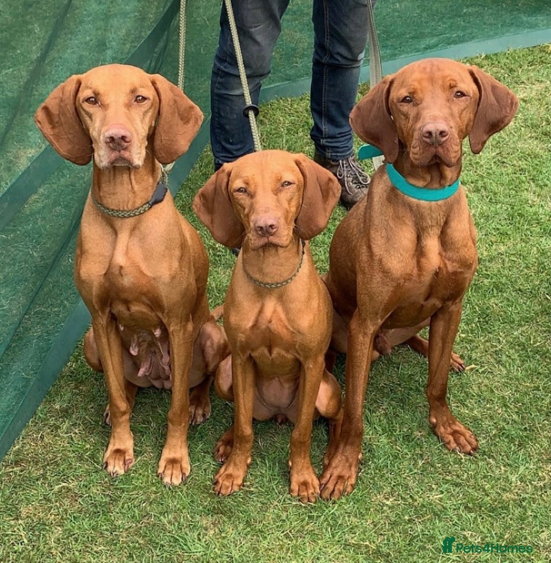 Hungarian Vizsla dogs for sale: Hungarian Vizsla puppies - Image 10