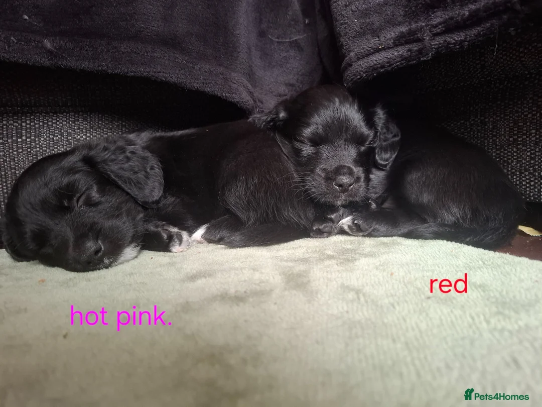 English Springer Spaniel dogs for sale: Springer spaniel puppies - Advert 2