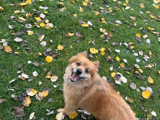 German Spitz dogs Charlie - Advert 1