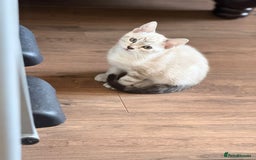 Bengal cats for sale: Pure bred Snow Bengal / Snow Leopard kittens - Image 12