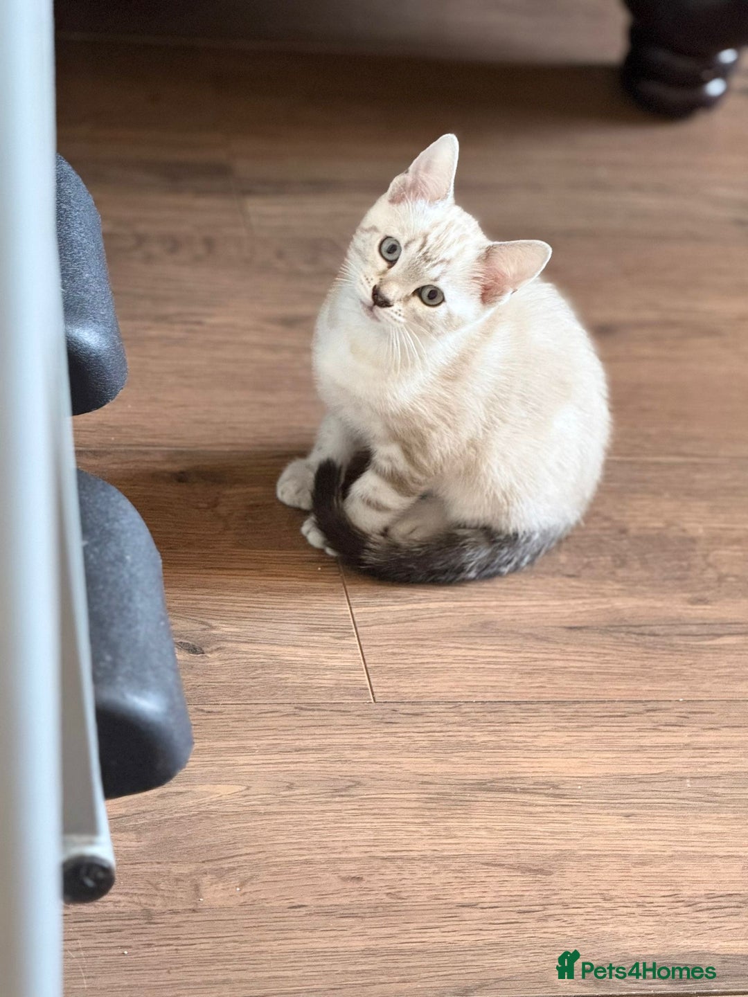 Bengal cats for sale: Pure bred Snow Bengal / Snow Leopard kittens - Image 12