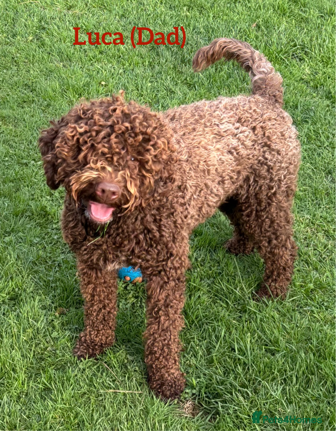 Lagotto Romagnolo dogs for sale: KC Registered Lagotto Puppies (⭐️⭐️⭐️⭐️⭐️ Breeder) - Advert 8