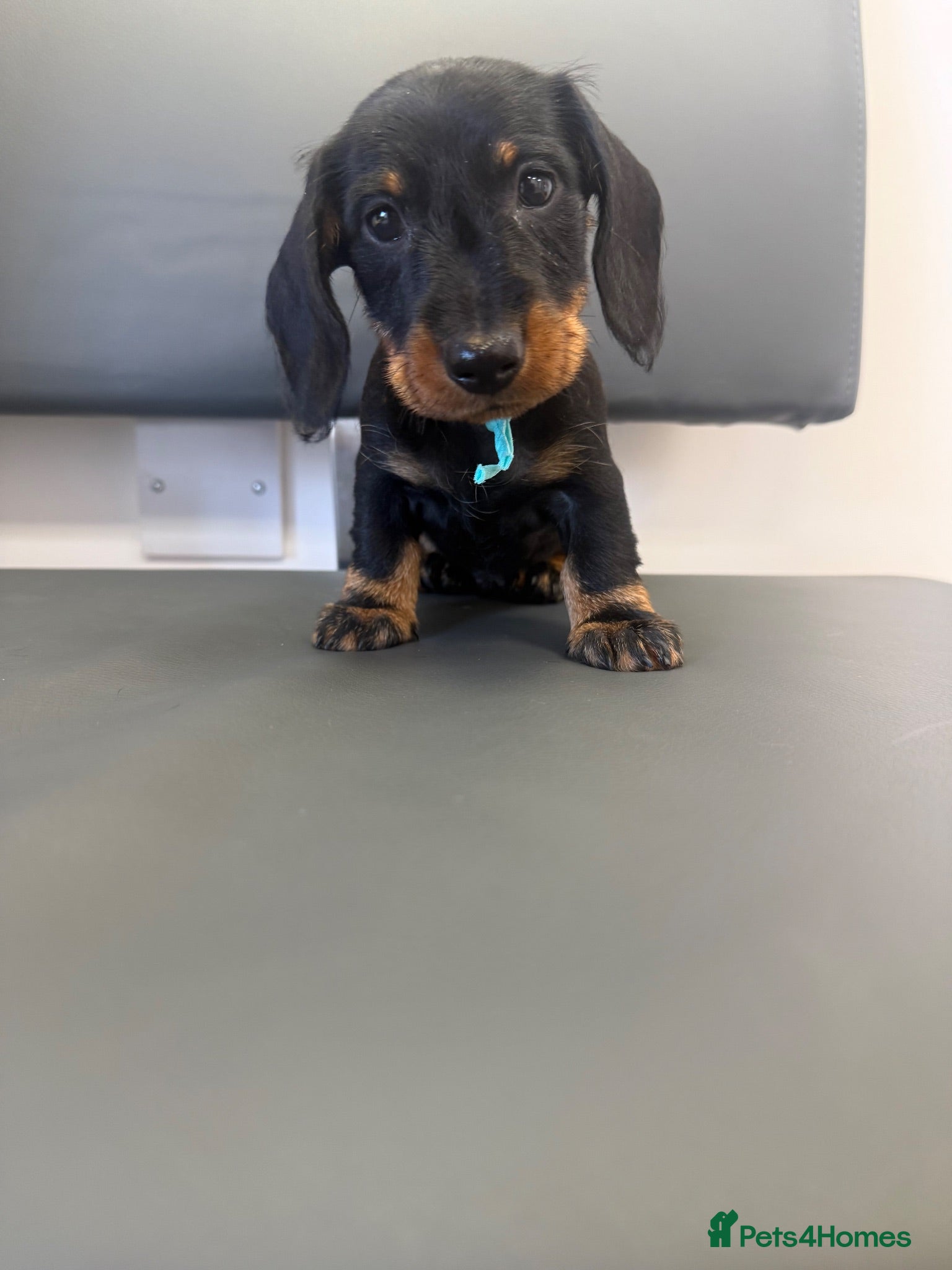 Miniature Dachshund dogs Last miniature wiredhaired male £1500 ready  - Advert 6