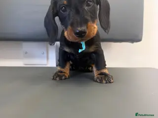 Miniature Dachshund dogs Last miniature wiredhaired male £1500 ready - Advert 6