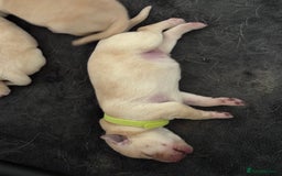 Labrador Retriever dogs for sale: Stunning, White/Yellow KC Registered Labrador Pups - Image 7