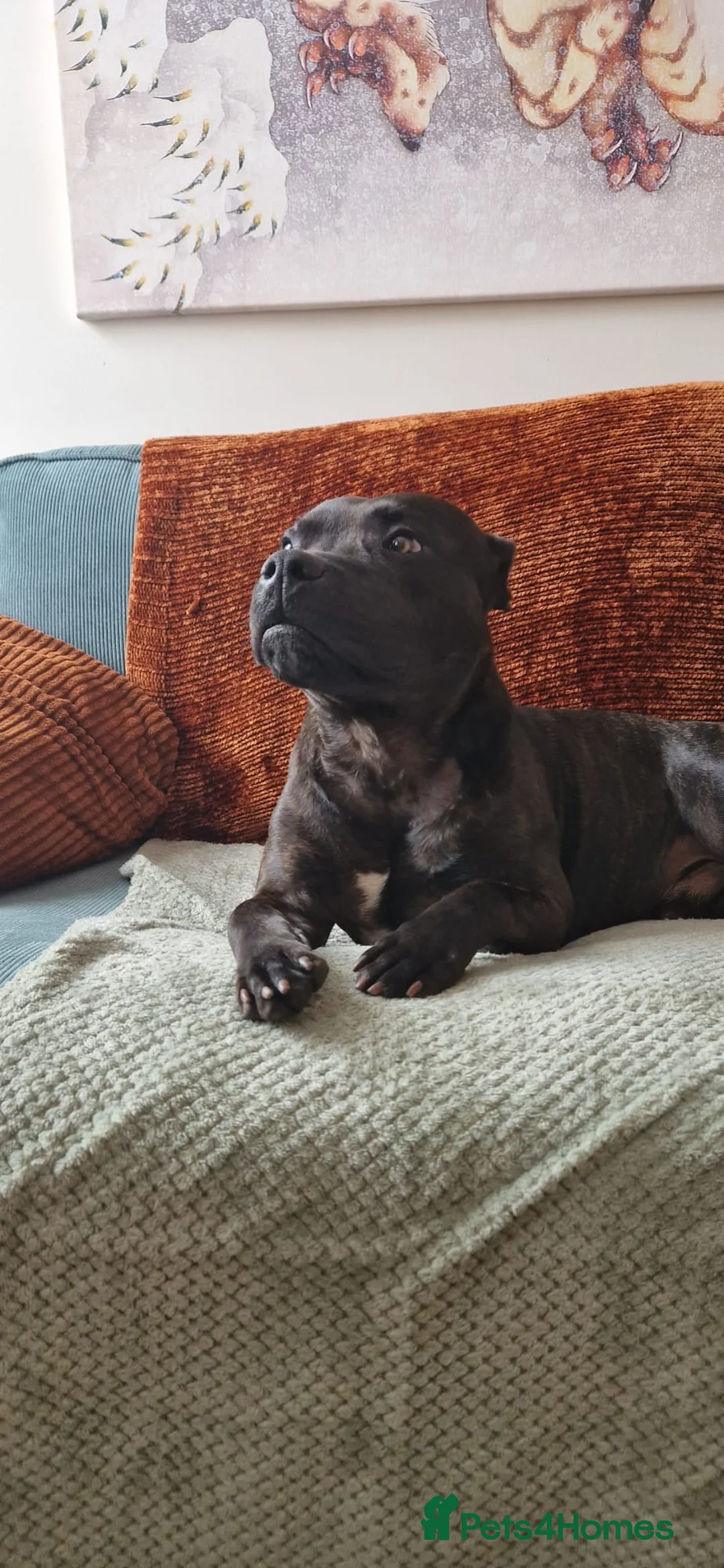 Staffordshire Bull Terrier dogs for stud: Available for stud - Advert 1