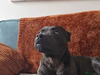 Staffordshire Bull Terrier dogs Available for stud - Advert 1