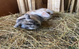 Lionhead rabbits for sale: Lion head x mini lop  - Image 7