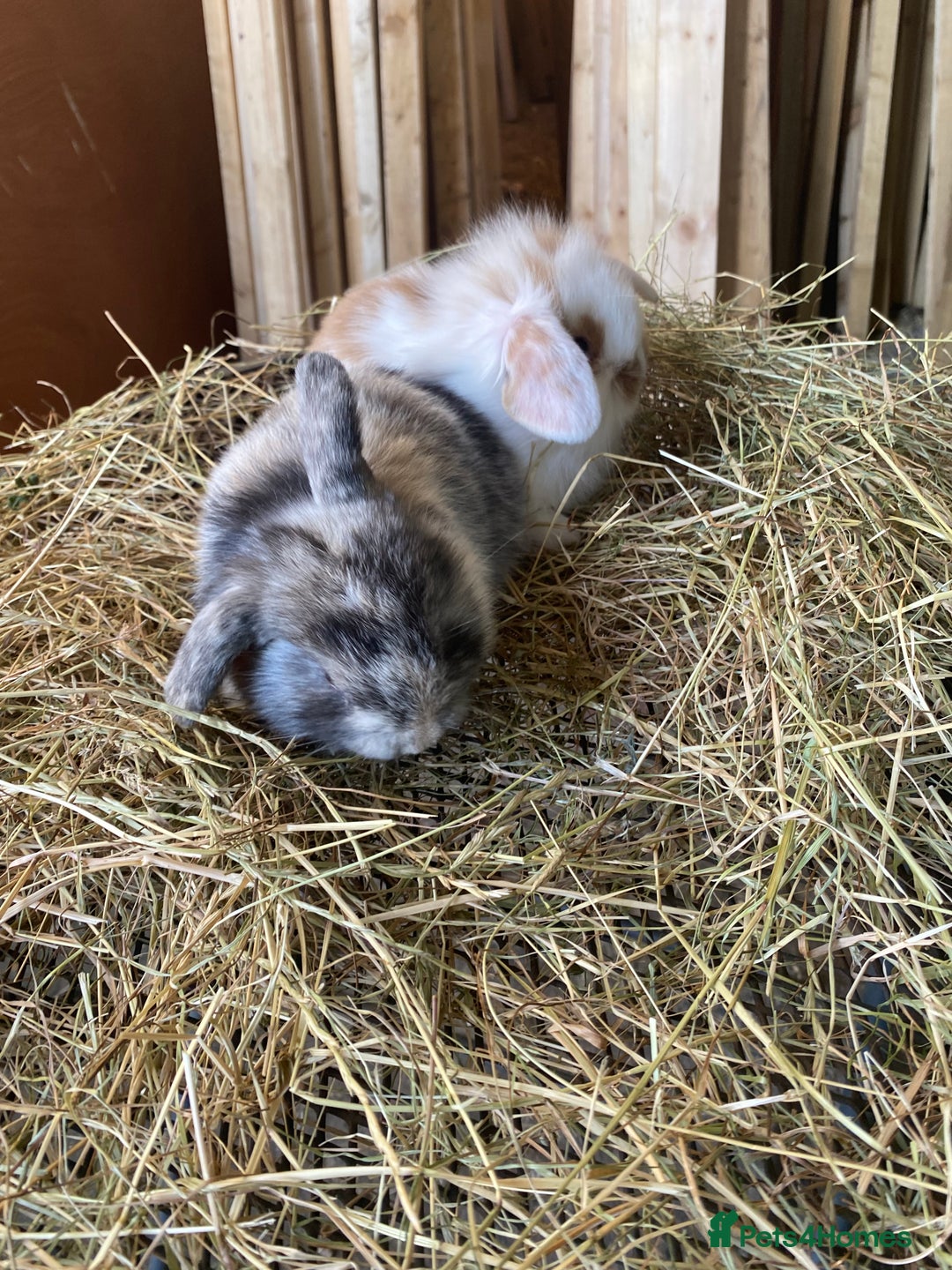 Lionhead rabbits for sale: Lion head x mini lop  - Image 7