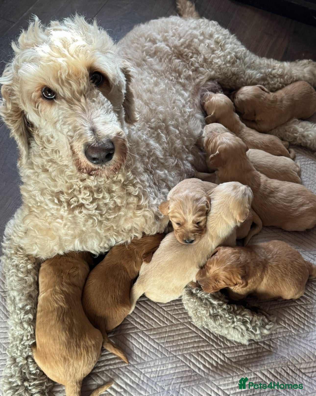 Mixed Breed dogs Goldendoodles ready now! - Advert 2