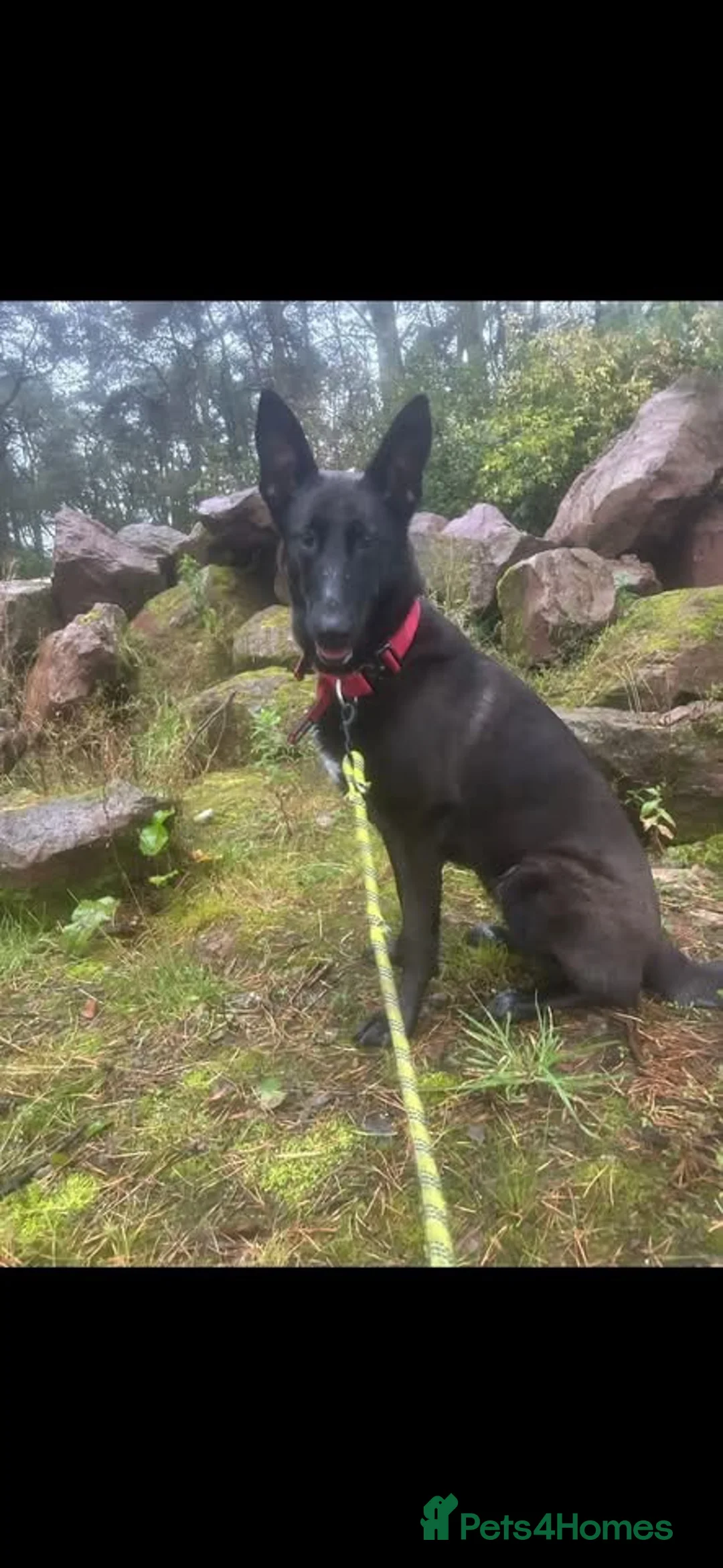 Alaskan Malamute dogs for sale: Maisie in Stockport - Advert 6