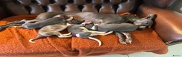 Whippet dogs for sale: 🐾 Exceptional KC Registered Whippet Puppies - Advert 32