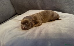 Labradoodle dogs for sale:  Rare Merle Labradoodle Puppies ready 25/10/25 - Image 26