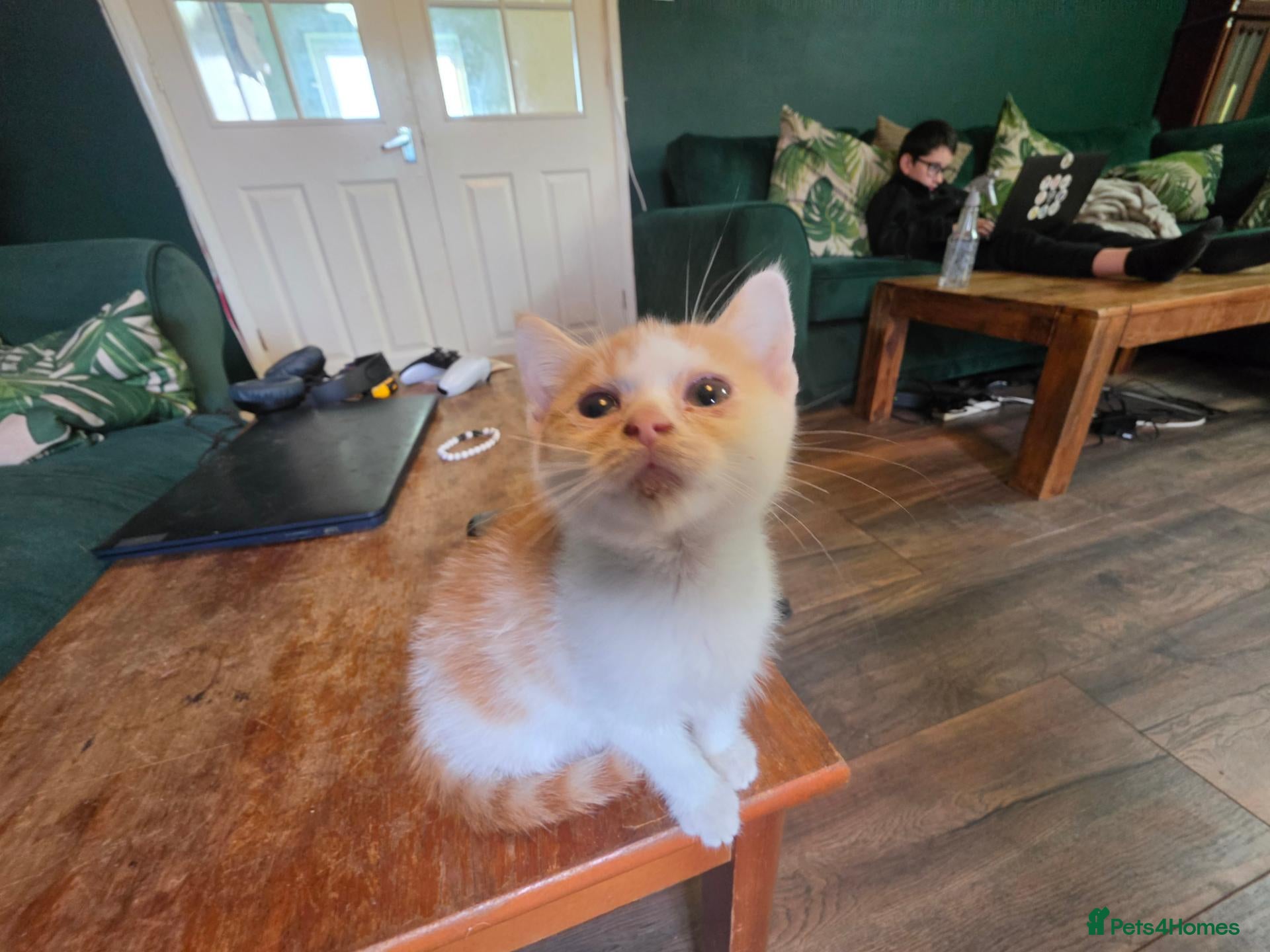 Mixed Breed cats Lovely kitten - please read - Advert 2