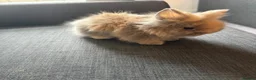 Lionhead rabbits for sale: 2 beautiful baby boys for sale £50 each  - Advert 1