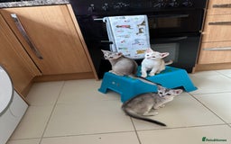Abyssinian cats for sale: Pedigree Silver Abyssinian kittens - Image 2