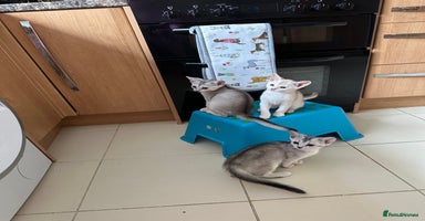 Abyssinian cats - Advert 16