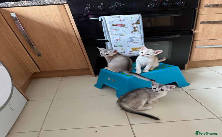Abyssinian cats - Advert 2