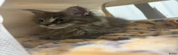 Maine Coon cats for sale: Beautiful Maine Coon looking for the perfect home. in Ardrossan - Advert 3