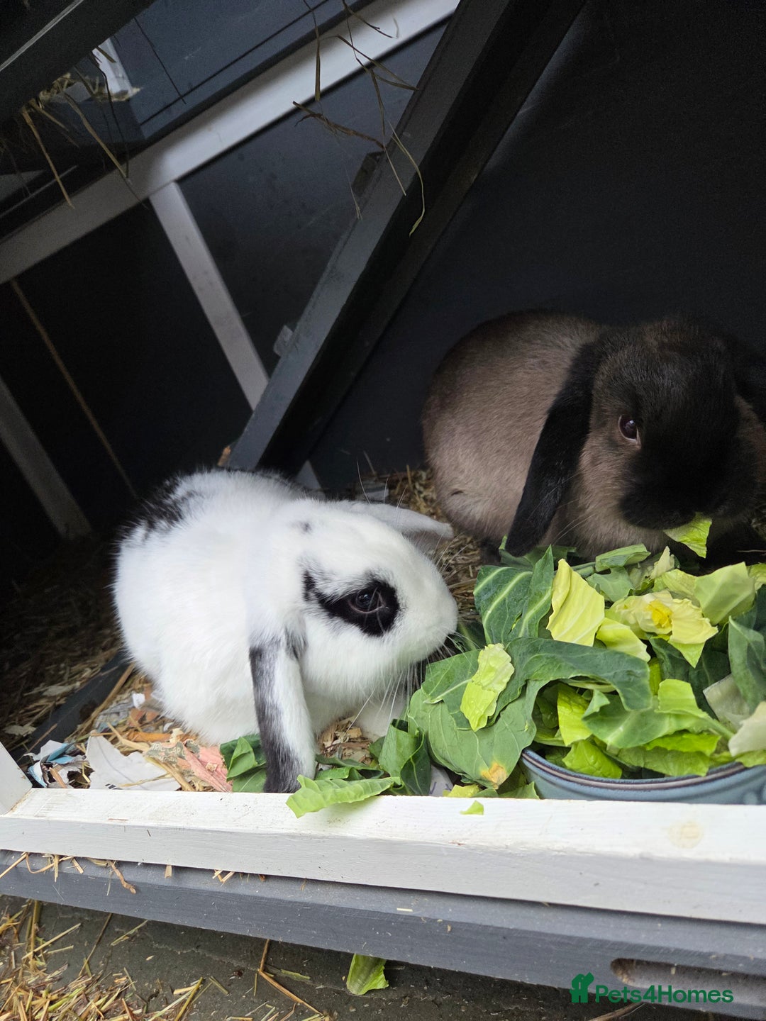 Mixed Breed rabbits for sale: 2 male rabbits and cage plus accessories  - Advert 2