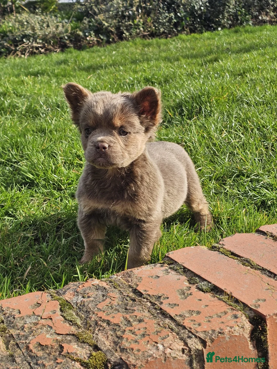 French Bulldog dogs for sale: French bulldog female puppies - Advert 2