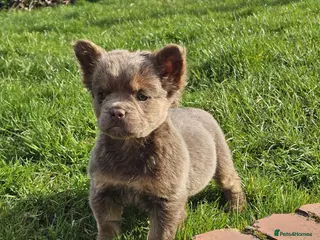 French Bulldog dogs French bulldog lovely puppies - Advert 5