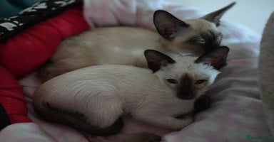 Oriental cats 2 late bloomers, gccf registered purebred siamese  - Advert 13