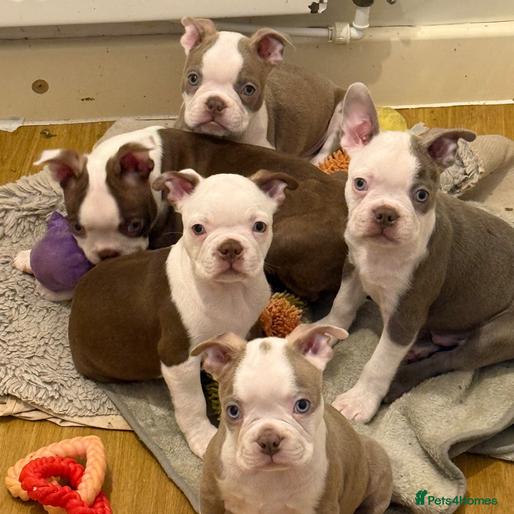 Boston Terrier dogs KC Registered Boston Terrier ready now - Advert 16