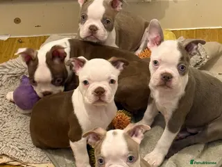 Boston Terrier dogs KC Registered Boston Terrier ready now - Advert 16