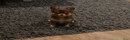 Chihuahua dogs for sale: Xx gorgeous chocolate longcoat chihuahua puppy Xx - Advert 2