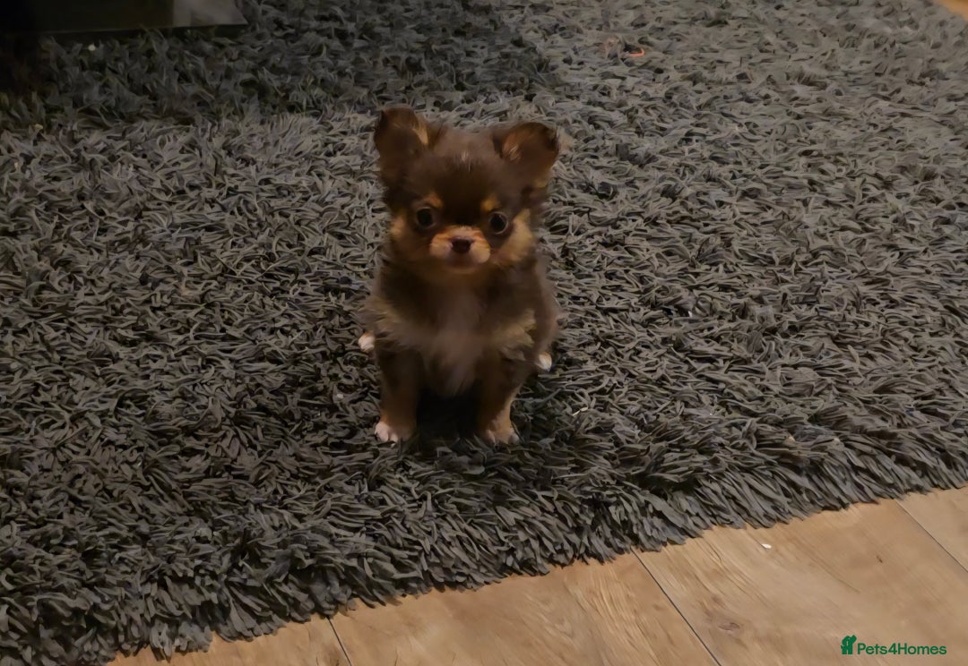 Chihuahua dogs for sale: Xx gorgeous chocolate longcoat chihuahua puppy Xx - Advert 2