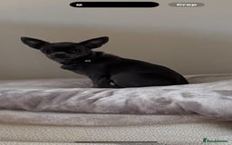 Chihuahua dogs for sale: chihuahua pups for sale  - Image 15