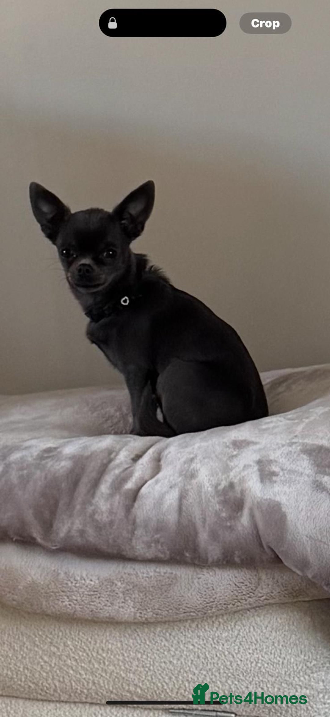 Chihuahua dogs for sale: chihuahua pups for sale  - Image 15