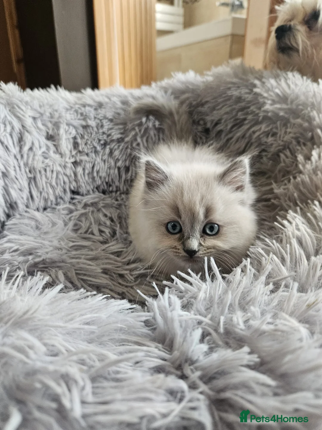 Ragdoll cats for sale: Fully vaccinated, vet checked V cuddly Ragdoll boy - Advert 27