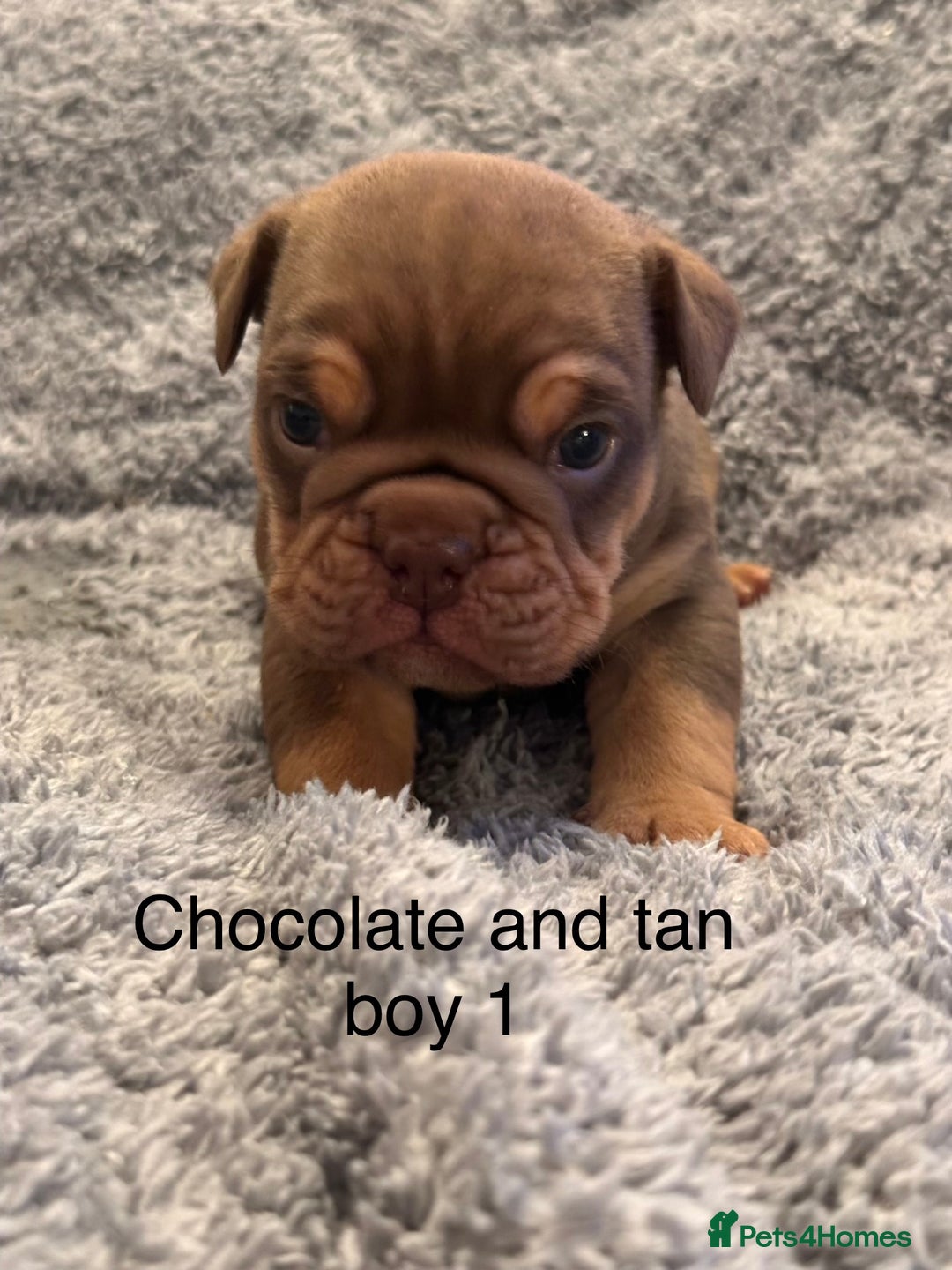 English Bulldog dogs for sale: QUALITY 5* ENGLISH BULLDOG PUPPIES - Advert 18