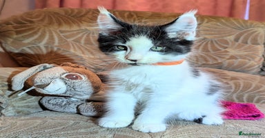 Maine Coon cats - Advert 3