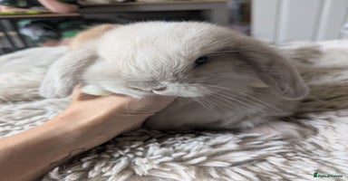 Mini Lop rabbits - Advert 10