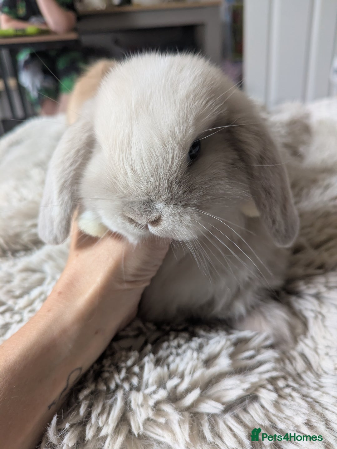 Mini Lop rabbits for sale: Mini Lop Rabbits – 3 Friendly Boys - Image 2