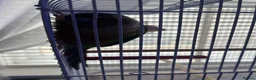 Conures birds for sale: Green Cheeked Conure talking - Advert 4