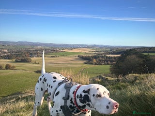 Dalmatian dogs Male Dalmatian - Advert 8