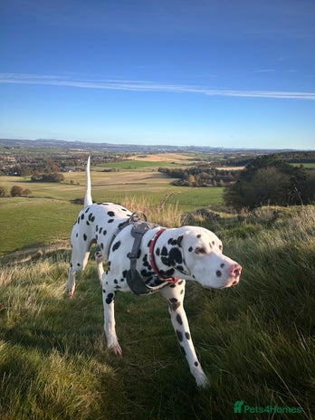 Dalmatian dogs Male Dalmatian - Advert 2